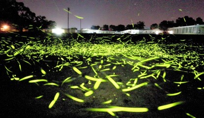 A field at night filled with glowing fireflies
