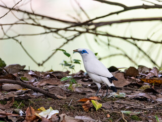 A rare endemic Bali myna bird with pure white plumage and vivid blue eyes stands alert.