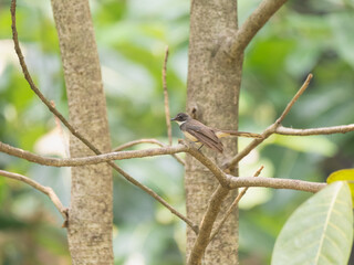 A tiny brown Malaysian pied fantail bird, balances on a slender branch in a tropical forest.