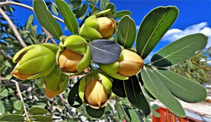 Close-up of light beige fruit pods on a tree branch, with green leaves. Bright blue sky visible in the background