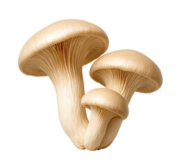 Oyster Mushrooms A Culinary Delight For All