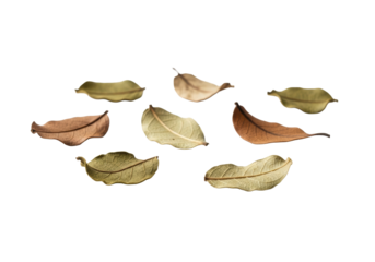 Delicate dried leaf fragments with intricate veins in earthy browns, olive greens, creamy beiges, on a transparent studio background with soft, high-key macro light, tranquil nature artistry
