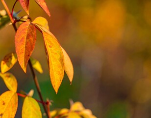 Autumn leaves in vibrant color