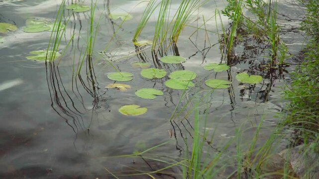 Water lilies on a lake