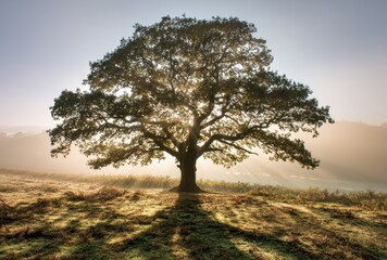 Obraz premium Majestic Oak Tree at Sunrise in a Misty Field