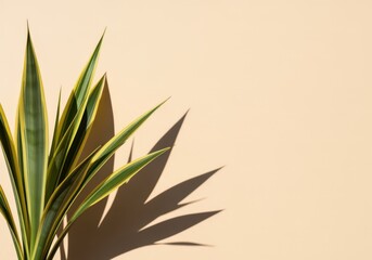 Fototapeta premium Sunlit plant leaves casting shadows on minimalist wall.
