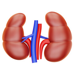 Kidney