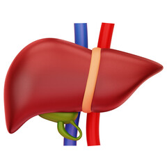 Liver