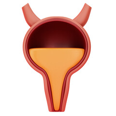 Bladder