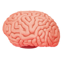 Brain