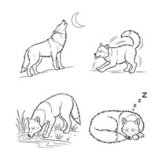 A set of four black and white line art illustrations of a wolf howling playing drinking and sleeping.
