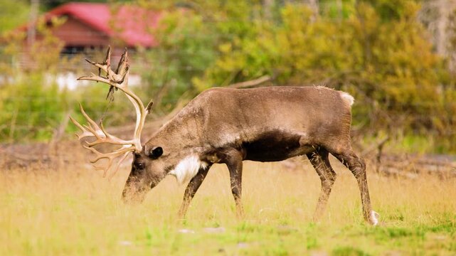 Reindeer (Rangifer tarandus) Grazing & Eating Grass in a Protected Habitat
