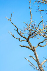The gnarled, bare branches of a tree against a clear blue sky, Minimalist Nature
