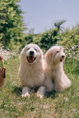 Dogs Picnic Summer: Two dogs, Great Pyrenees, sit on grass in the summer by picnic basket for...