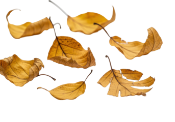 Brittle ochre yellow dried leaves, curled, fragmented, scattered on transparent background with copy space, soft light, flat lay, concept of autumn's decay