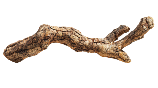 A piece of gnarled, dried driftwood.  It's  a light brownish-gray, and has deep, winding crevices and textures.  A curved,  irregular form