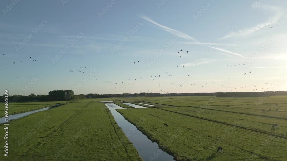 Poster aerial view of flocks of geese migrating above green dutch fields with waterways.