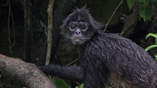 A Geoffroy's spider monkey (Ateles geoffroyi) sits on a tree branch, looking directly at the camera.