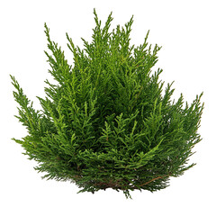 Dense green shrub with fine foliage