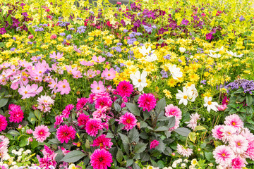 Close up, detailed view of a floral arrangement in public space. Many vibrant different colors of various types of annual flowers and plants planted together. Sunny summer day. Floral background, mock