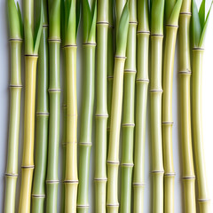 Obraz premium Bamboo stalks isolated on white background create a natural pattern