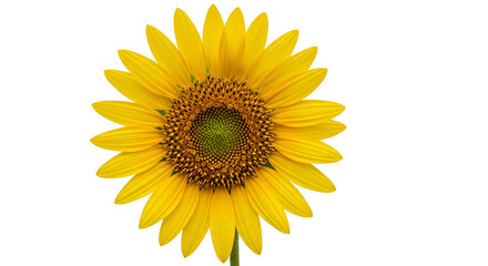 Fototapeta premium Vibrant yellow sunflower blossom isolated PNG with Transparent Background