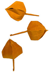 주황 꽈리