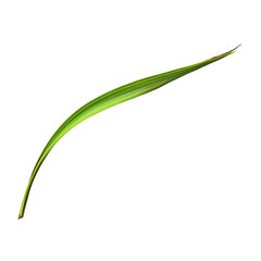 Close-up of a vibrant green leaf, slender and curved, against a dark background.  Leaf edge highlighted with colored lines
