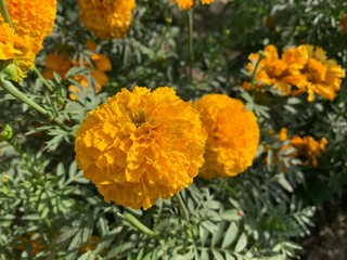 Close up of beautiful marigold flowers in bloom with green leaves in the garden in bright sunlight