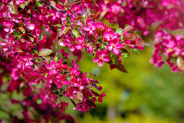 Naklejka premium Blooming decorative apple tree with red flowers 