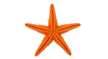 Orange starfish close-up for sea life concept isolated PNG with Transparent Background