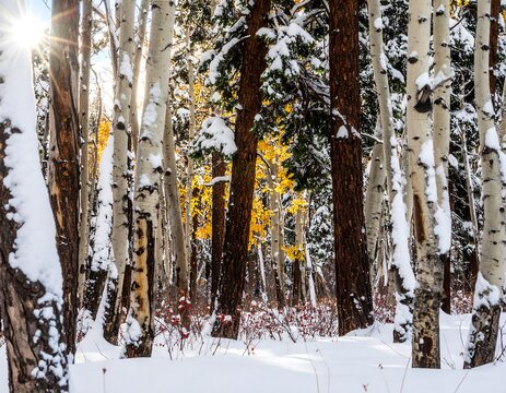 Sunlight streams through snow-dusted aspen and pine trees