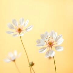 Obraz premium Beautiful bouquet of white chrysanthemum and daisy flowers against a vibrant pink and red background