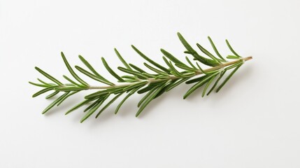 Fototapeta premium Fresh rosemary sprig on plain white background in studio