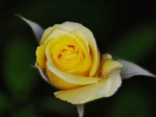 Tokyo, Japan - September 11, 2025: A bud of yellow rose on black background
