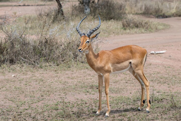 Impala (Aepyceros melampus), male adult, Serengeti National Park, Tanzania, Africa 