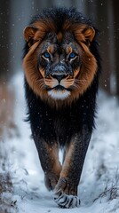 Majestic lion walking snowy wilderness with piercing blue eyes wallpaper