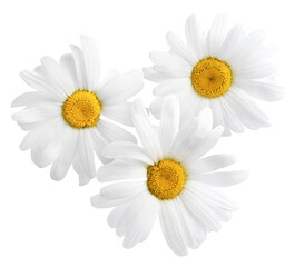 Fresh chamomiles isolated on white. Beautiful flowers
