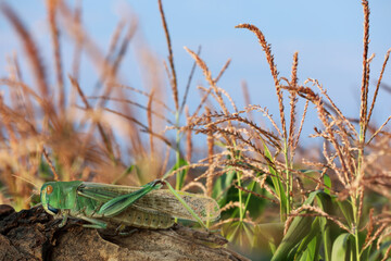 Locust on branch among green plants outdoors