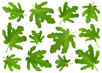 Fototapeta premium Green fig leaves isolated on white, set