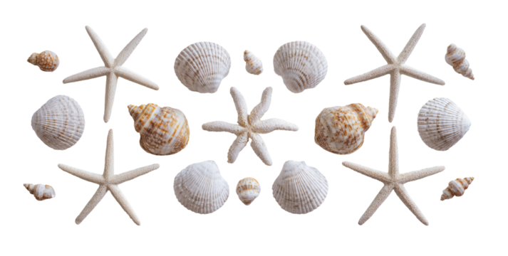 Symmetrical arrangement of seashells and starfish