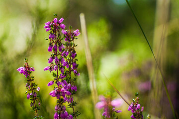 Fougères et bruyères sauvages en période automnale