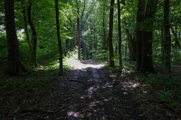 A forest path illuminated by sun rays breaking through the dense leaves of trees, forming light spots. This shot conveys the tranquility and harmony characteristic of nature, inviting the viewer to im