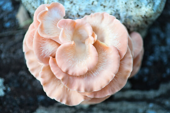 Pink oyster mushrooms growing in layered formation