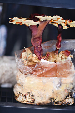 Reishi mushrooms growing from a plastic cultivation bag