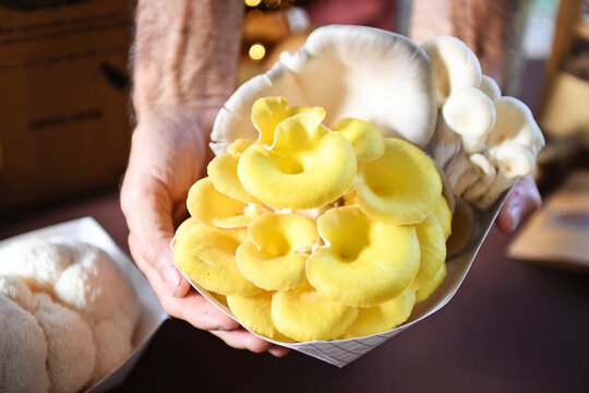 Hands holding tray of yellow and white oyster mushrooms