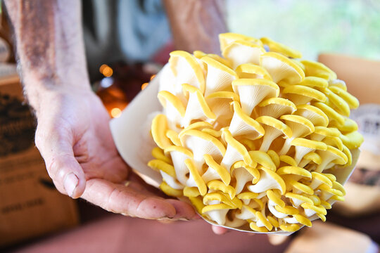 Hands holding dense cluster of yellow oyster mushrooms