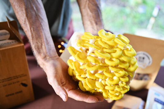 Hands presenting large cluster of yellow oyster mushrooms