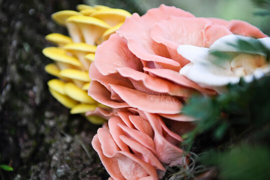 Pink, golden, and white oyster mushrooms on tree in Florida