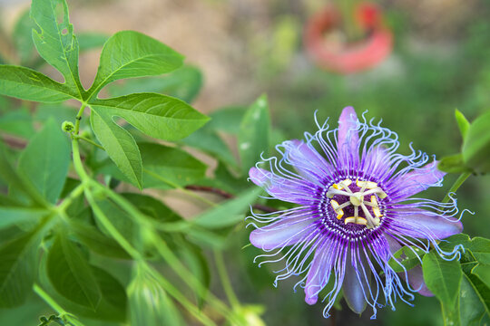 Fototapeta Purple passionflower blooming on vine in Central Florida garden